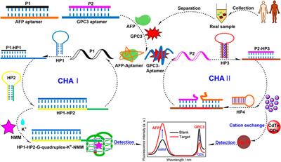 Recent advances in optical aptasensors for biomarkers in early diagnosis and prognosis monitoring of hepatocellular carcinoma